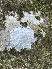 Phlyctis petraea