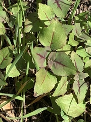 Clarkia unguiculata
