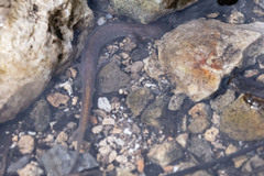 Eurycea chisholmensis