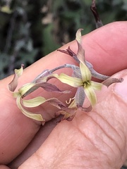 Lyrocarpa coulteri