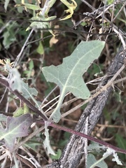 Lyrocarpa coulteri