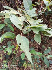 Grewia tiliifolia