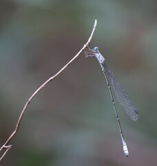 Labidiosticta vallisi