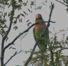 Psittacula alexandri