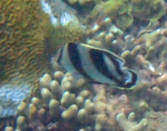 Chaetodon striatus