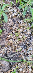 Selaginella cinerascens
