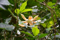 Magnolia macrocarpa