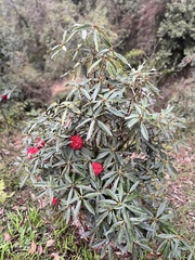 Rhododendron arboreum