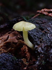 Chrysomphalina grossula