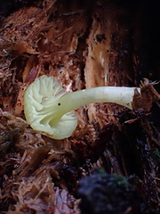 Chrysomphalina grossula