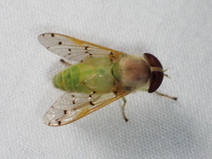 Chlorotabanus