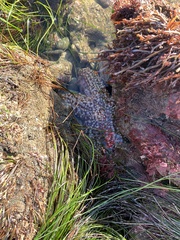 Pisaster giganteus