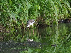 Himantopus himantopus