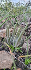 Dudleya attenuata