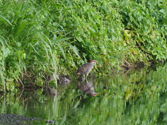 Gallirallus philippensis pelewensis
