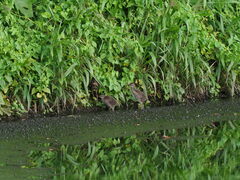 Gallirallus philippensis pelewensis