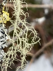 Usnea hirta