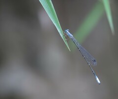 Labidiosticta vallisi