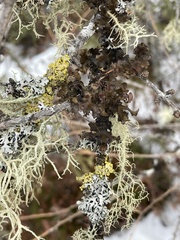 Usnea hirta