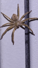 Polybetes rapidus