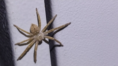 Polybetes rapidus