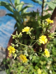 Youngia japonica