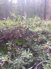 Arctostaphylos × media