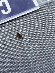 Orchestes steppensis