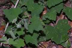 Mikania cordifolia