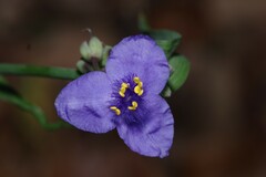 Tradescantia ohiensis