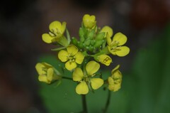 Brassica juncea