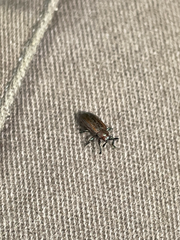 Microrhopala vittata