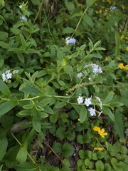 Myosotis scorpioides