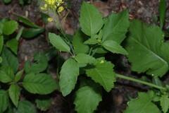 Brassica juncea
