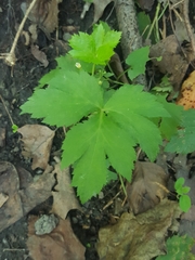 Hydrophyllum virginianum