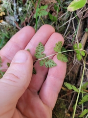 Cystopteris tasmanica