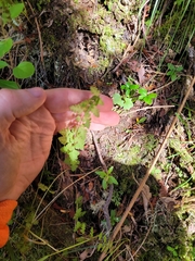Cystopteris tasmanica