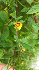 Sida urens