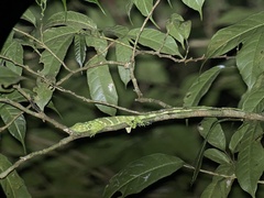 Anolis insignis