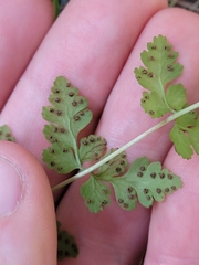 Cystopteris tasmanica