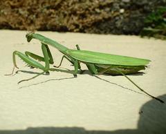 Mantis religiosa