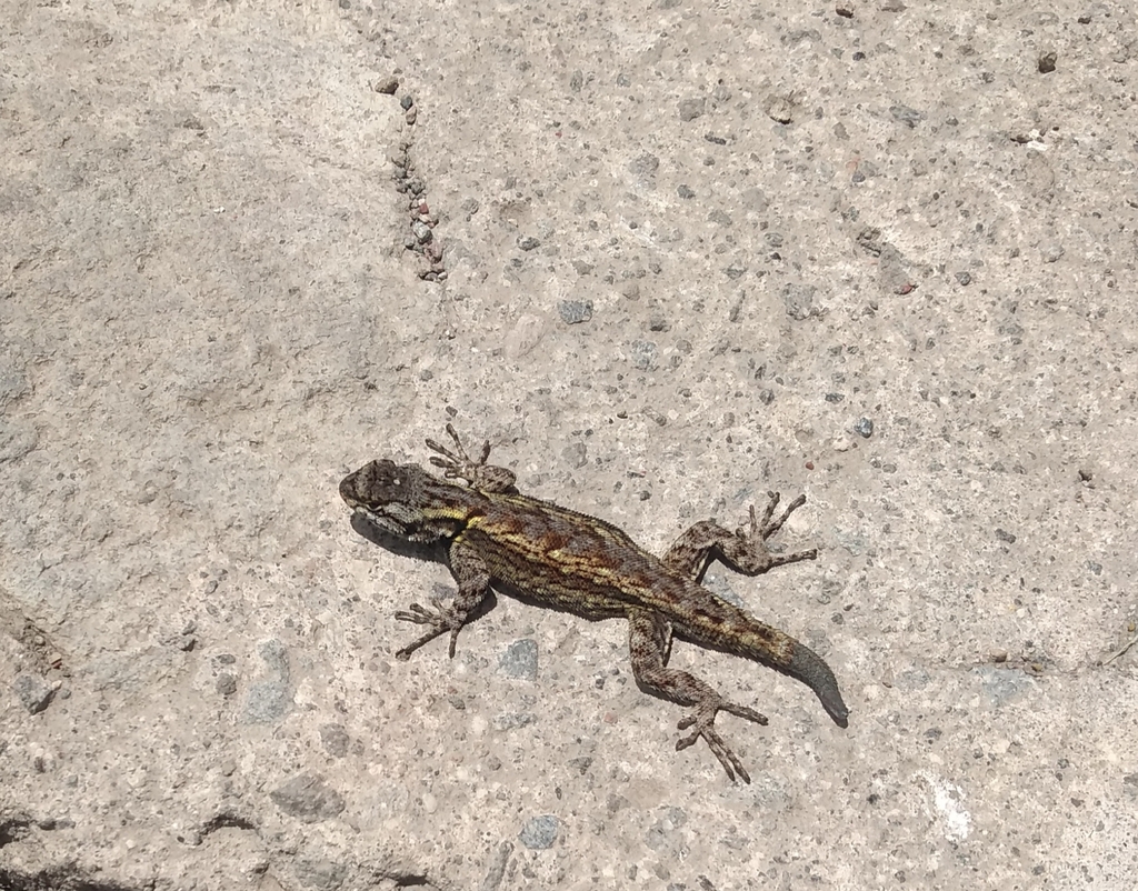 Graphic Spiny Lizard from Toluca, Méx., México on April 10, 2019 at 01: ...