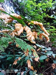 Flemingia strobilifera