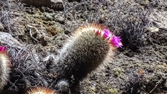 Mammillaria spinosissima tepoxtlana