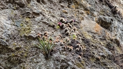 Mammillaria spinosissima tepoxtlana