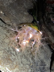 Eupentacta quinquesemita