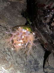 Eupentacta quinquesemita