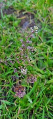 Lepidium nitidum