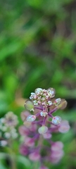 Lepidium nitidum