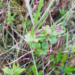 Conoclinium coelestinum